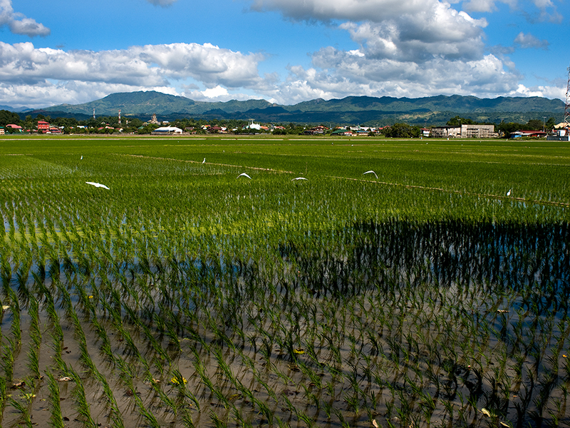 Collection LES SAISONS DU RIZ | RICE SEASONS Collection