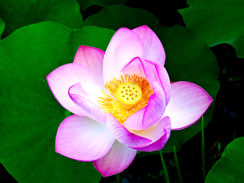 Pétales | Petals